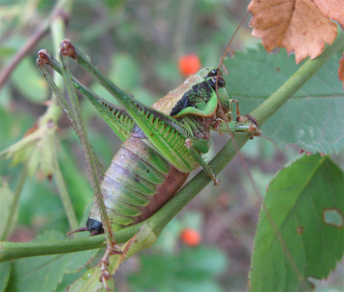 Eupholidoptera sp. e Rhacocleis germanica